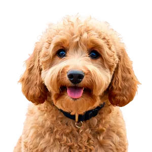 Goldendoodle On A Walk Png 06262024 PNG image