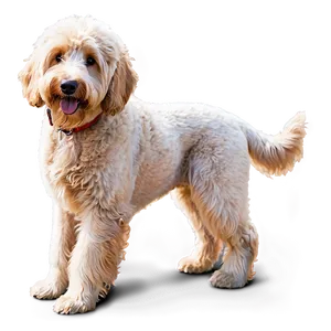 Goldendoodle On A Walk Png 06262024 PNG image