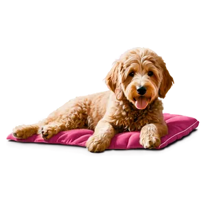 Goldendoodle On Bed PNG 06262024