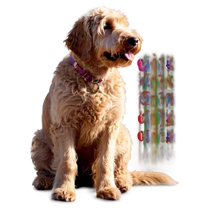 Goldendoodle Profile Png 74 PNG image