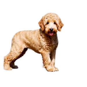 Goldendoodle Profile PNG 85