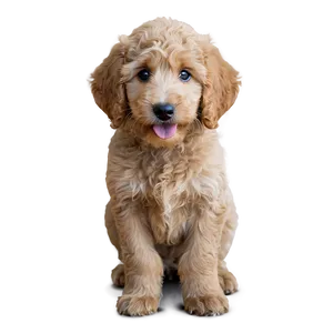Goldendoodle Puppy Eyes PNG Jta95 PNG