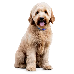 Goldendoodle Side View PNG Tsu80 PNG