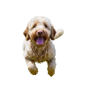 Goldendoodle Swimming Png Bpn44 PNG image