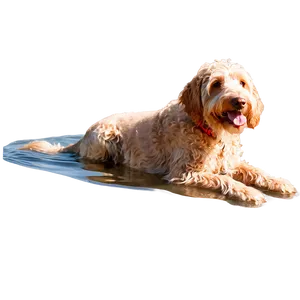 Goldendoodle Swimming PNG Fkx