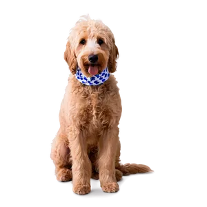 Goldendoodle Wearing Bandana PNG Ehe9 PNG