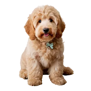 Goldendoodle With Bow PNG Uoy