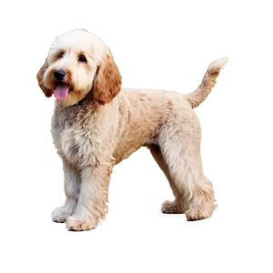 Goldendoodle With Flowers PNG Jyi