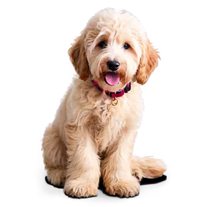 Goldendoodle With Flowers PNG Lby