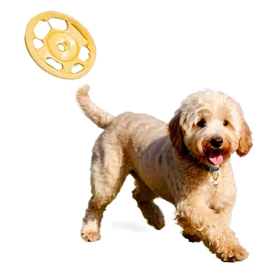 Goldendoodle With Frisbee PNG 06262024