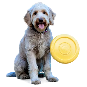 Goldendoodle With Frisbee Png Qxh83 PNG image