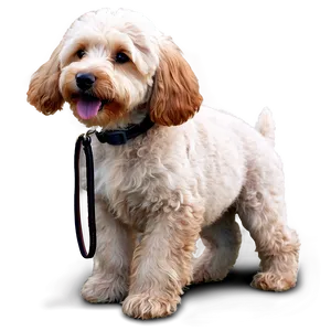 Goldendoodle With Leash Png 06262024 PNG image