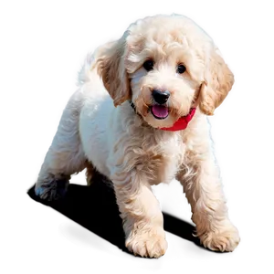 Goldendoodle With Toy Png 06262024 PNG image