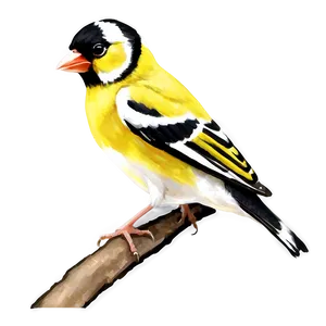Goldfinch Bird Yellow PNG 05032024