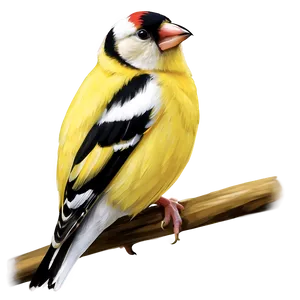 Goldfinch Bird Yellow PNG 97