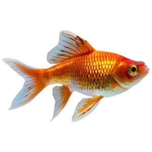 Goldfish Aquarium PNG 05212024