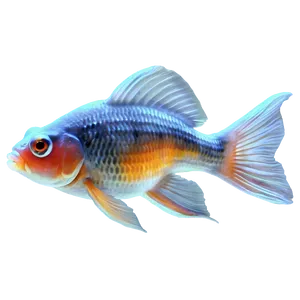 Goldfish Aquarium Png 46 PNG image