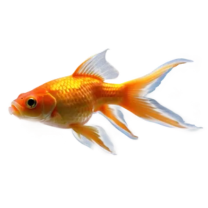 Goldfish Aquarium PNG 98