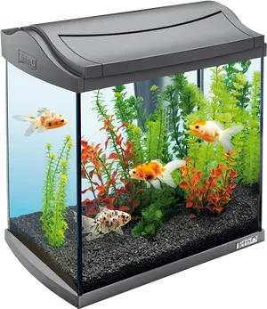 Goldfish Aquarium Setup PNG