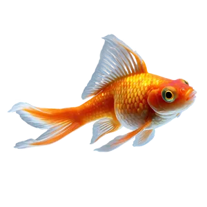 Goldfish Breeds PNG 28 PNG