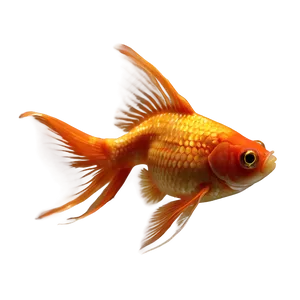Goldfish Breeds PNG 56 PNG