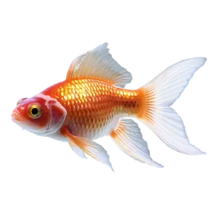 Goldfish Breeds PNG Efh29 PNG