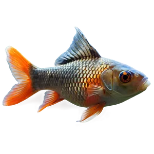 Goldfish Close-up PNG Cha