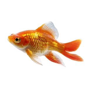 Goldfish Close-up PNG Itn