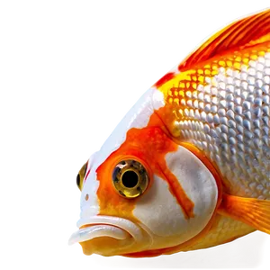 Goldfish Close-up PNG Kfv