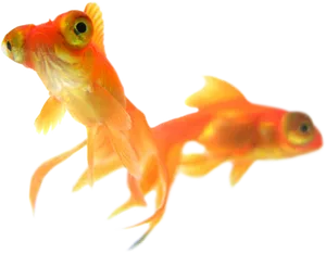 Goldfish Duo Transparent Background