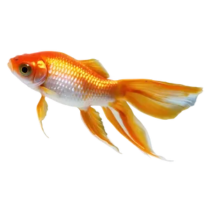 Goldfish Eating PNG 05212024 PNG