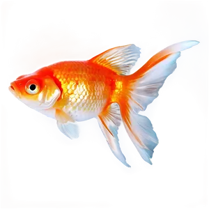 Goldfish Eating PNG Han PNG
