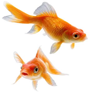 Goldfish Eating PNG Udy PNG