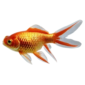 Goldfish Feathers PNG 24 PNG