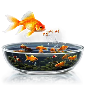 Goldfish Feeding Time PNG Soc PNG
