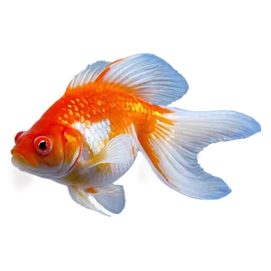 Goldfish Fins PNG 05212024
