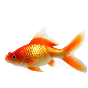 Goldfish Fins PNG 45