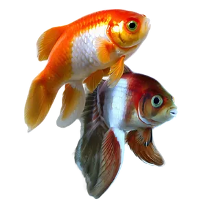 Goldfish In Pond PNG 05212024 PNG