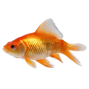 Goldfish Jumping PNG Fvw PNG