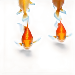 Goldfish Reflection PNG 05212024 PNG