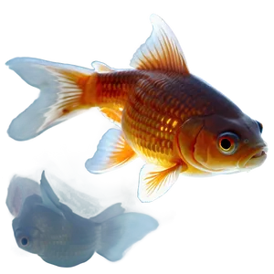 Goldfish Reflection Png 30 PNG image