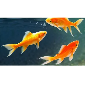 Goldfish Reflection Png 82 PNG image