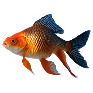Goldfish Side View PNG 05212024