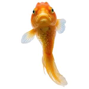 Goldfish Side View PNG Nxp94