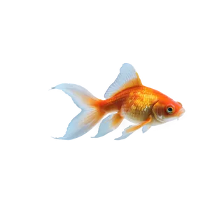 Goldfish Swimming PNG 60