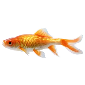 Goldfish Tail PNG 58