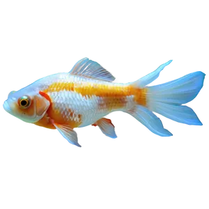 Goldfish Tank Png Ccd4 PNG image