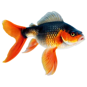 Goldfish Vector PNG Fag55