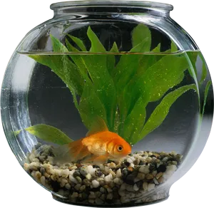 Goldfishin Bowl Aquatic Scene PNG