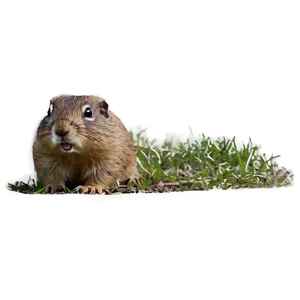 Gopher In The Wild PNG 06292024